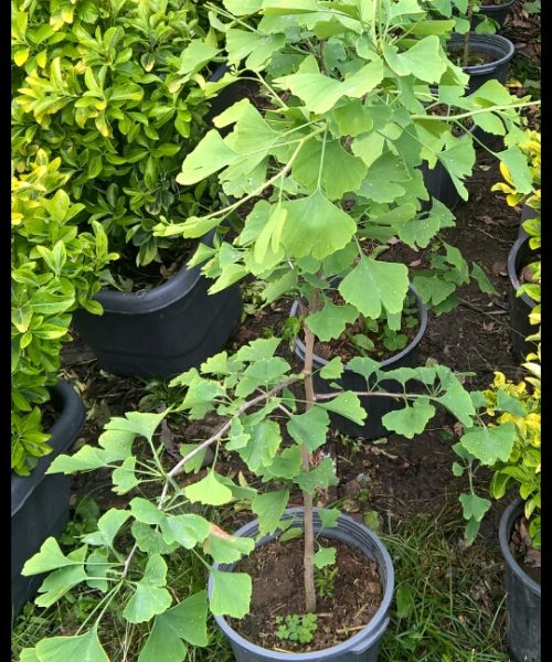 گیاه ژینکو
