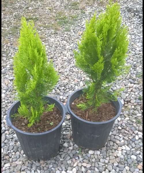کامیس نوک دار