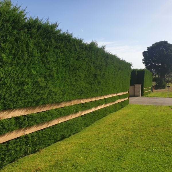 دیوار سبز لاوسون