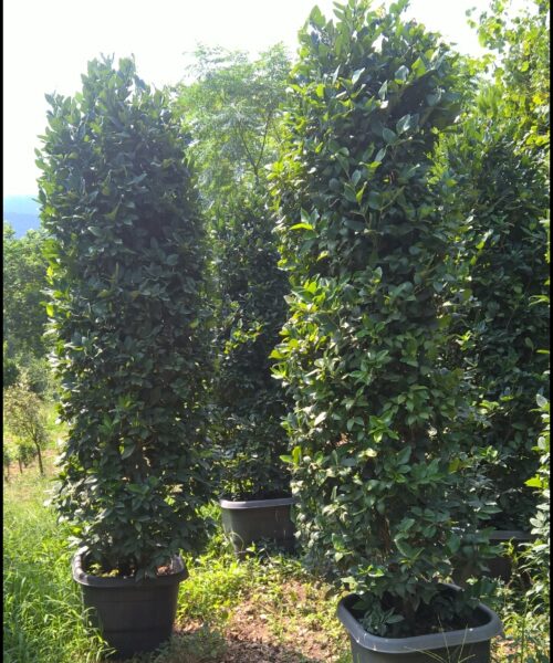 یاس هلندی هرس شده