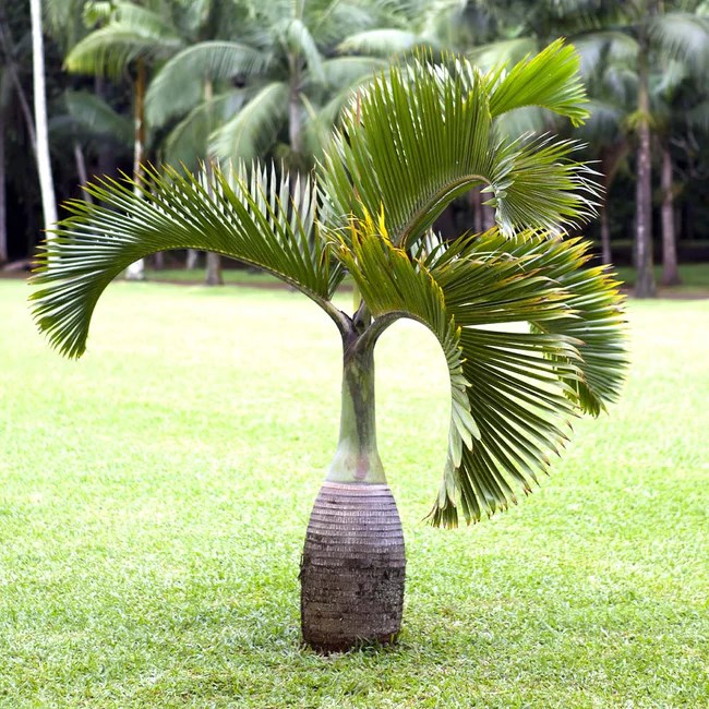 درخت پالم خاص
