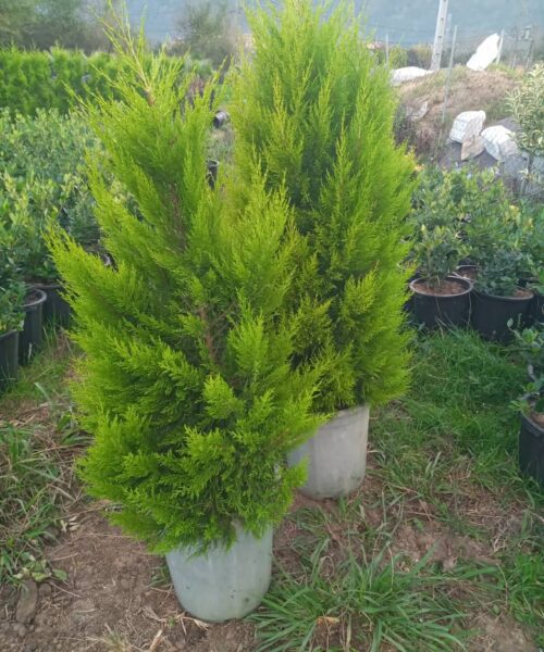 کاج لاوسون