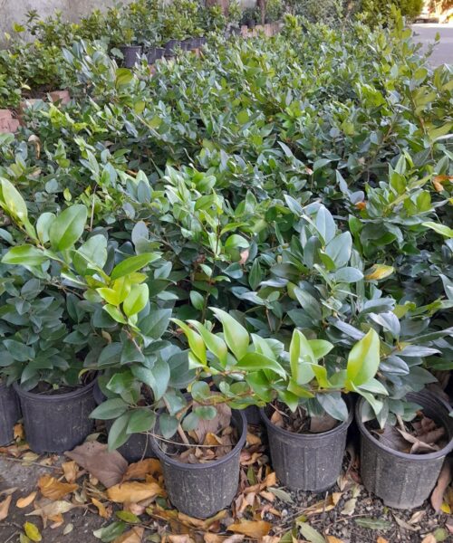 یاس هلندی