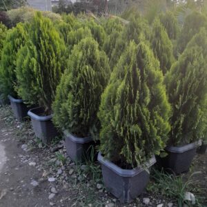 کامیس پاریس متوسط