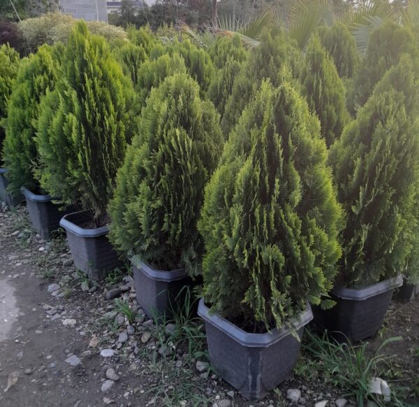 کامیس پاریس متوسط