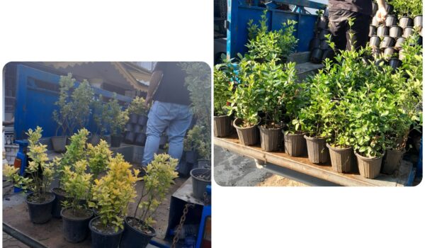 شمشاد در کرج