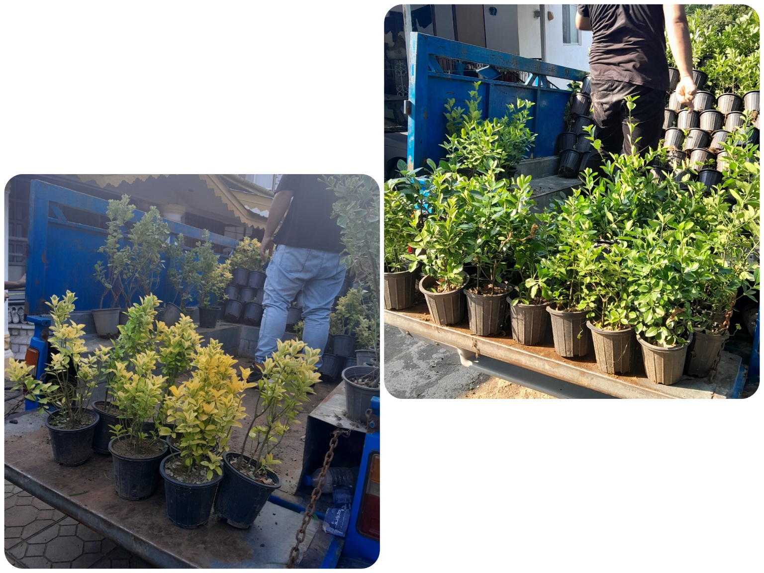 شمشاد در کرج