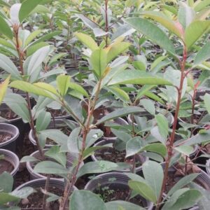 فوتونیا گلدان ۳