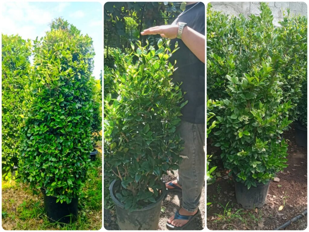 یاس هلندی در تهران