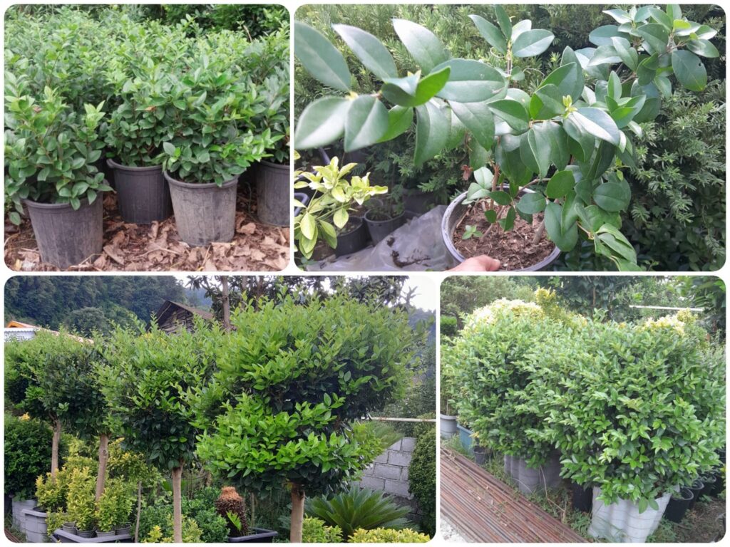 ارسال یاس هلندی به تهران