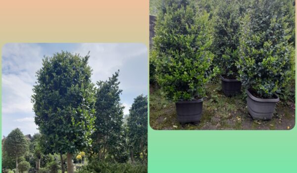 قیمت یاس هلندی در تهران