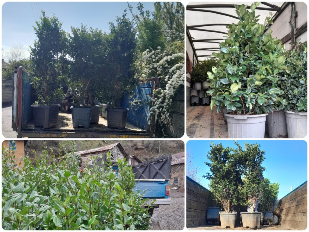 ارسال یاس هلندی