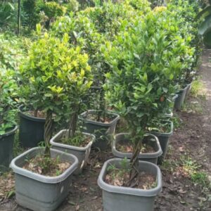 برگ بو پایه دار تنه بافت