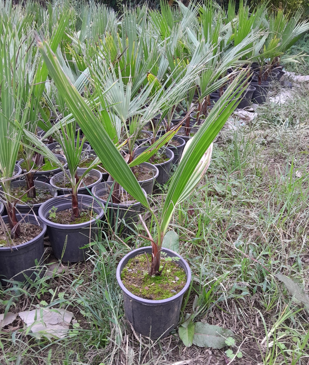 20251007_110953 پاام واشنگتن کوچک