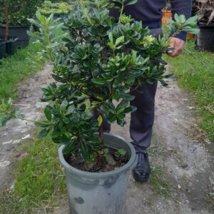 میخک هندی سایز متوسط