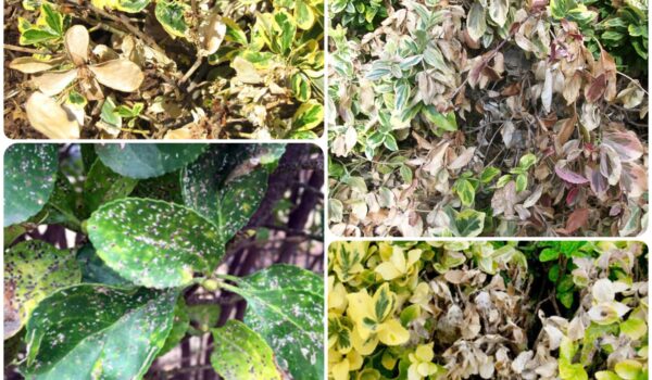 دلایل خشک شدن شمشاد