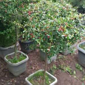 پیراکانتا پایه دار