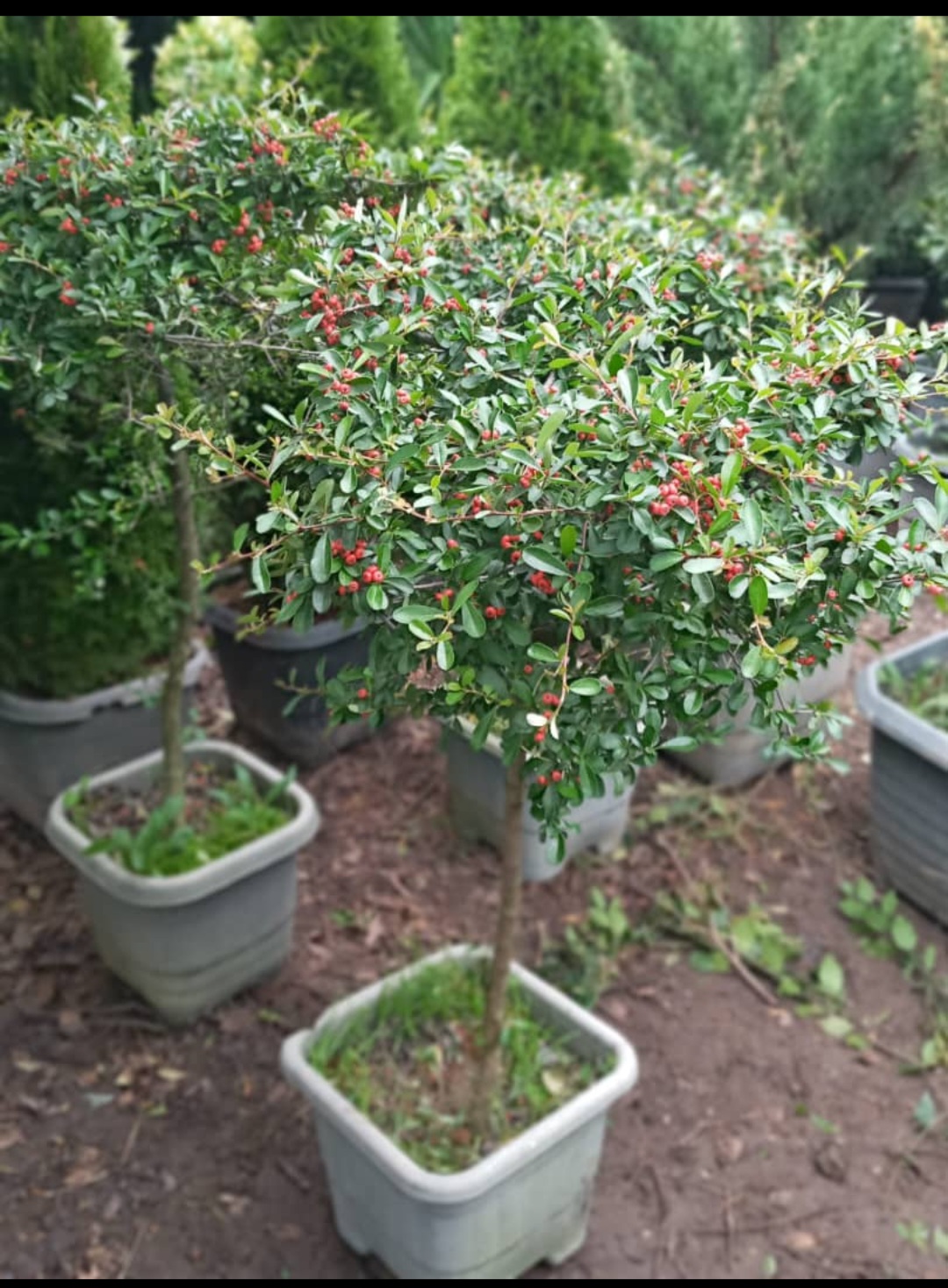 Screenshot_20251024_093703_WhatsAppBusiness پیراکانتا پایه دار