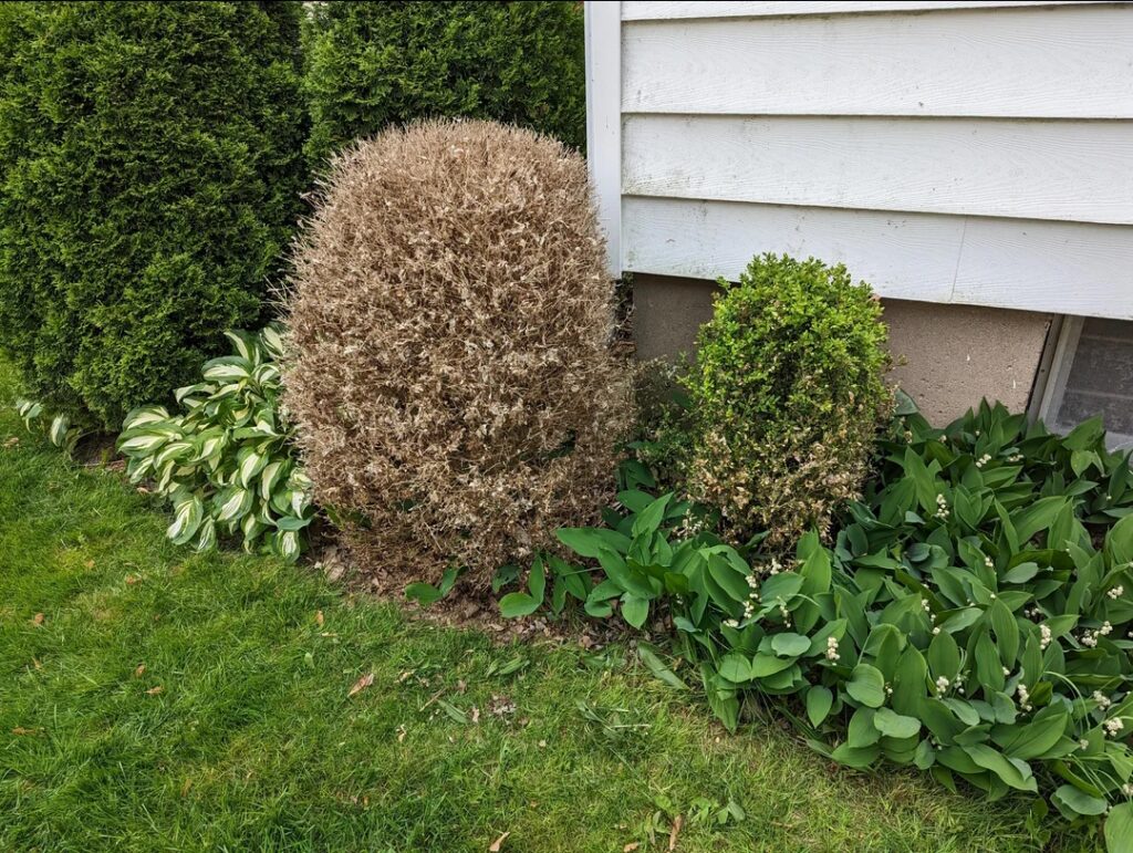 چرا شمشاد خشک می شود