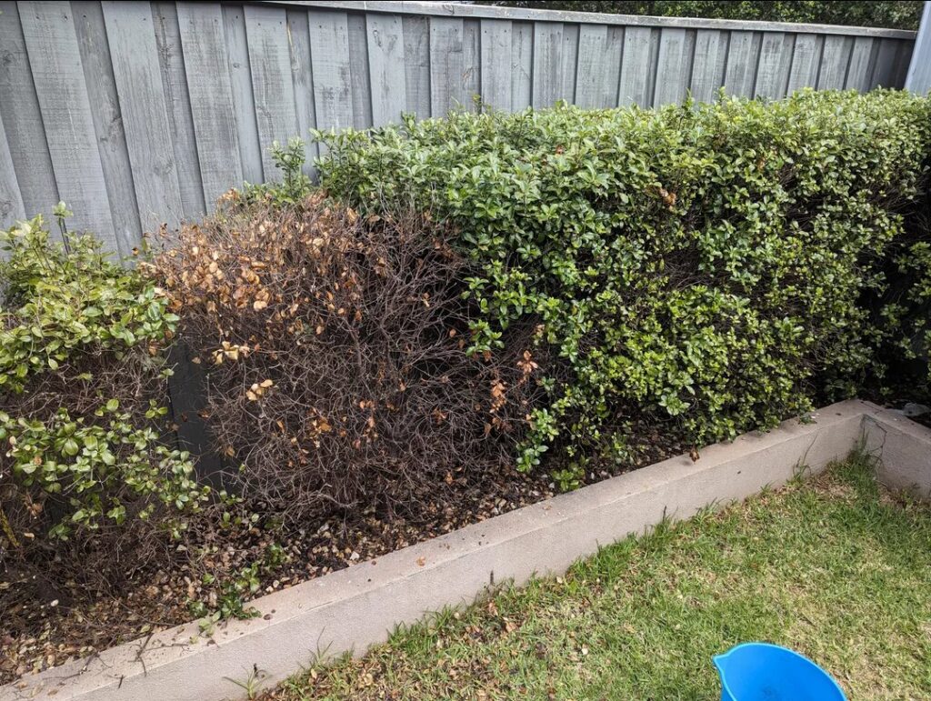 خشک شدن شمشاد