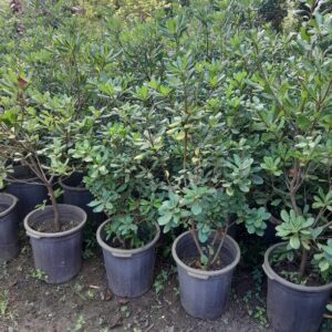 میخک هندی زینتی